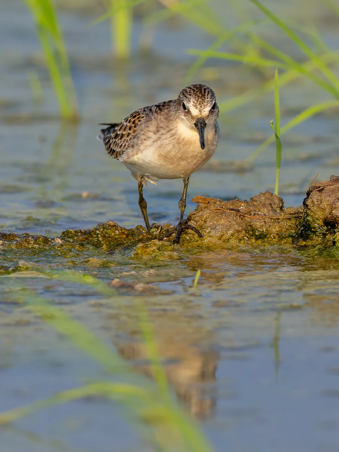 这就是可爱的小滨鹬X？