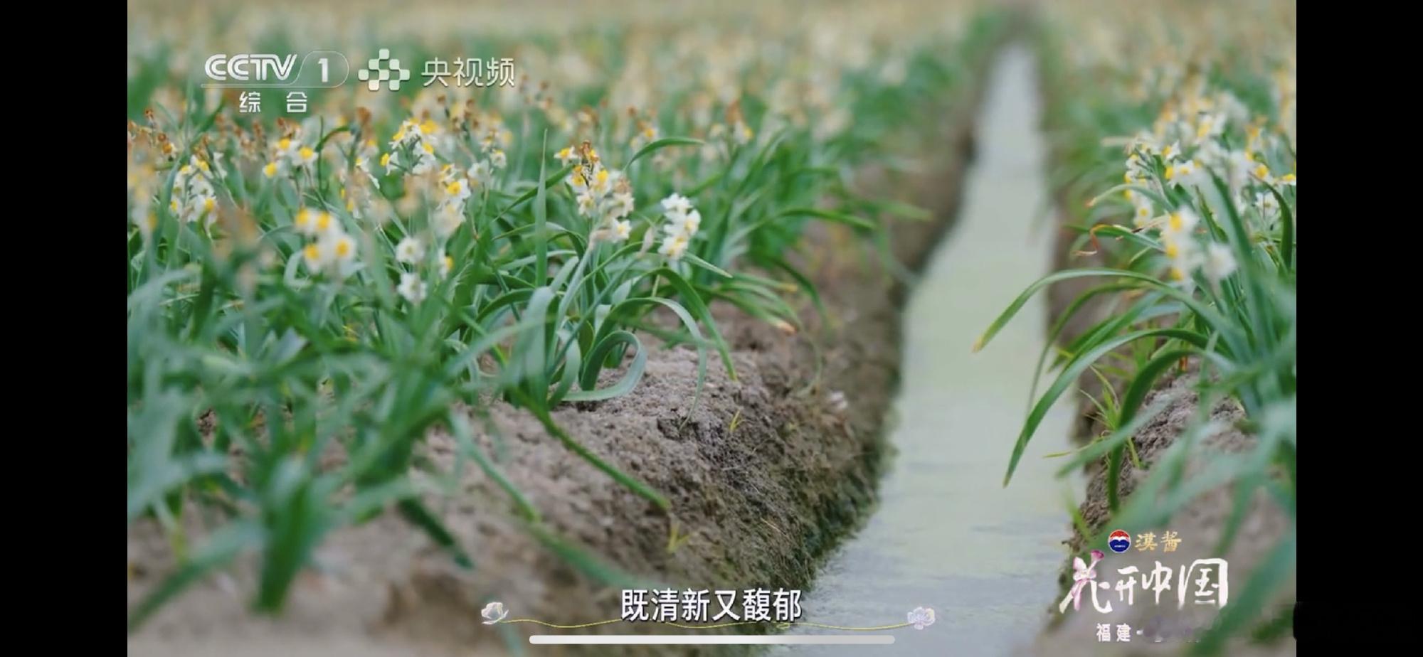 花开中国，漳州水仙。第一次看到种在泥土里那么大片的水仙，一般都是池塘边...