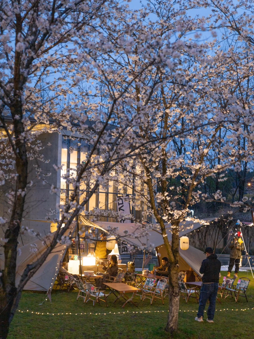 杭州人太会玩！大屋顶樱花市集限定开放🌸