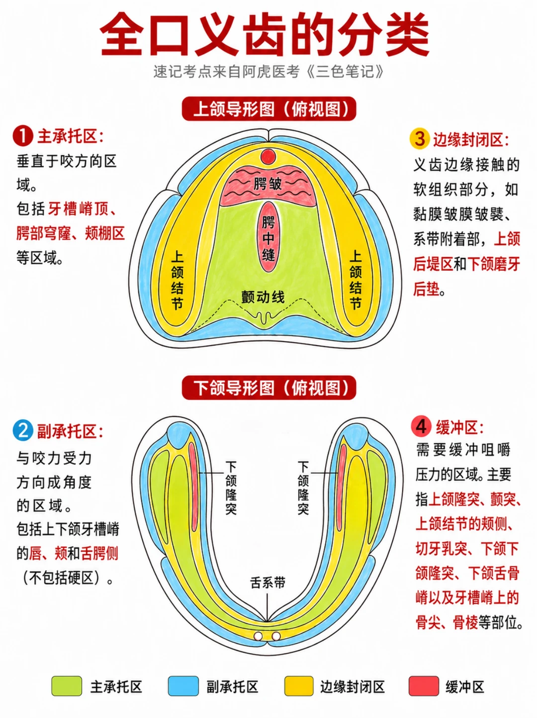 阿虎医考口腔修复学📒全口义齿分区图