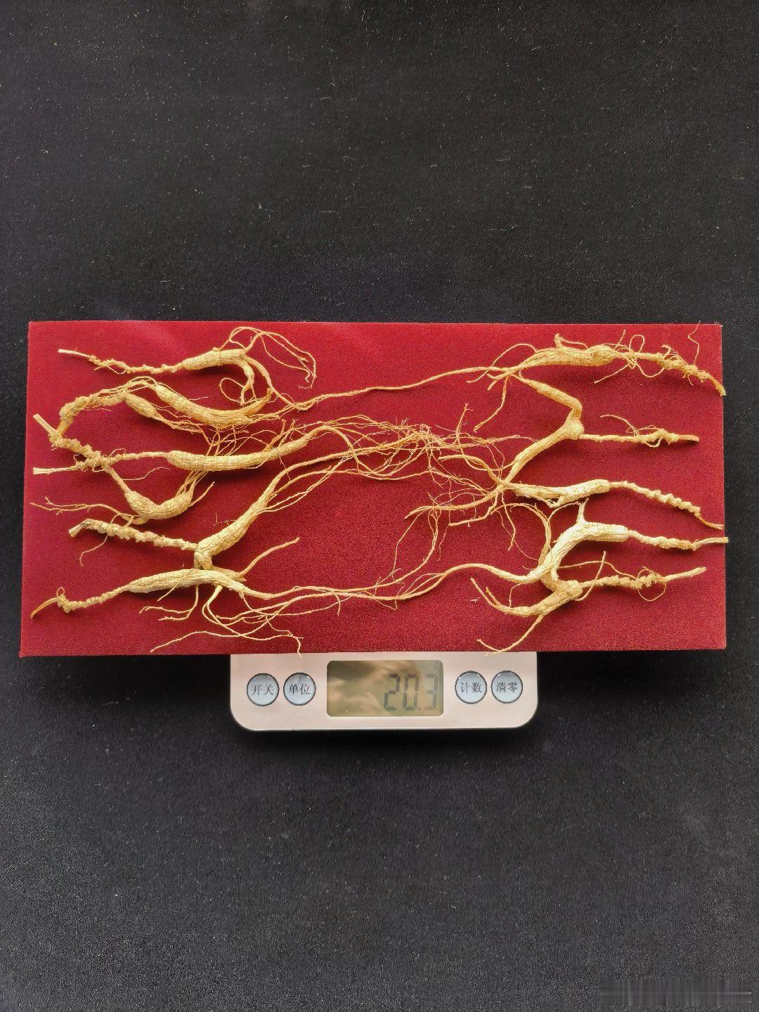 参龄二十多岁的野山参礼盒装，每份20克，229元/份，包顺丰快递。汤液醪醴中医式生活每日健康养生 ​​​