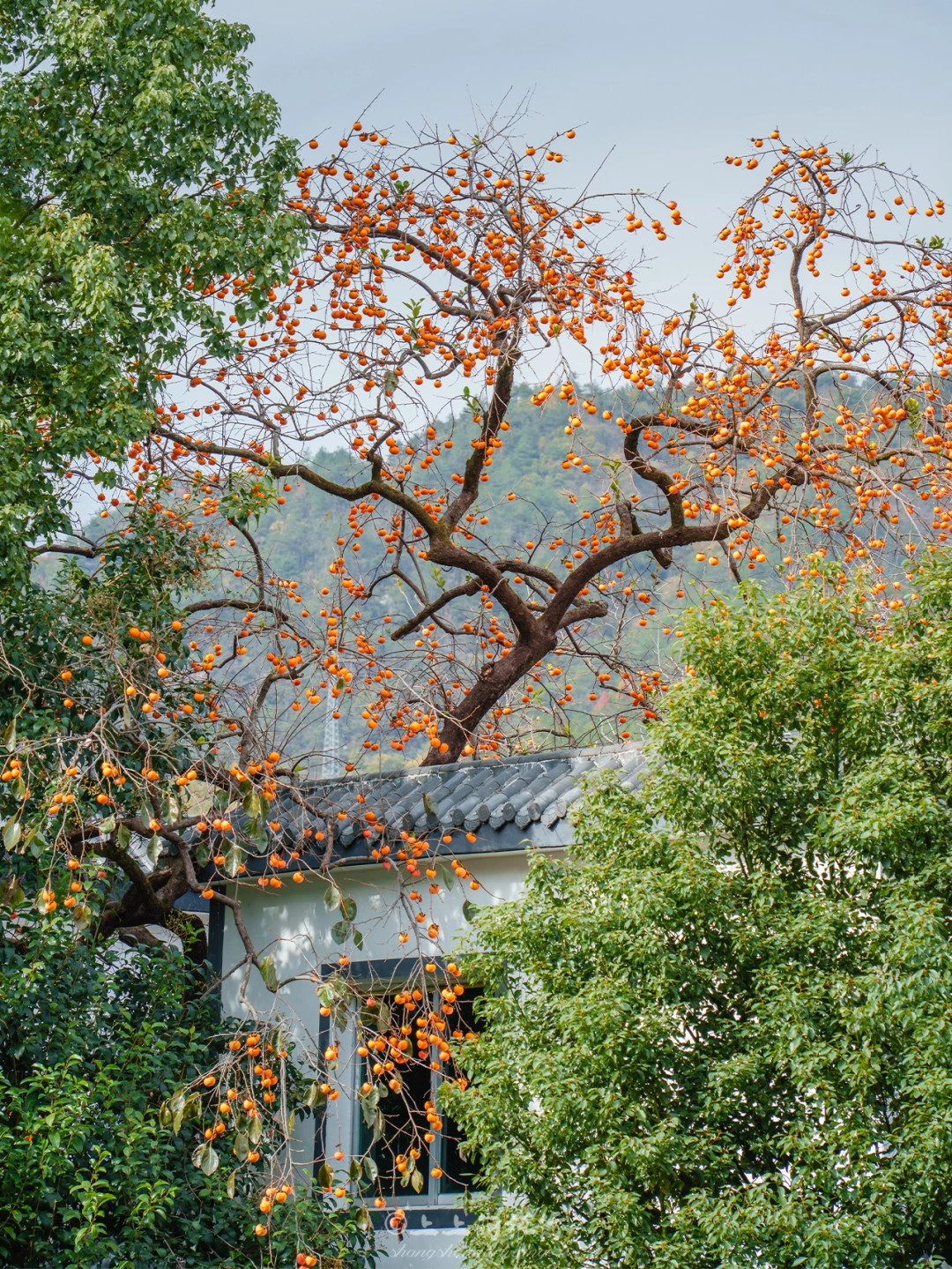 后悔来晚了‼️武汉2h直达“中国甜柿第一村”