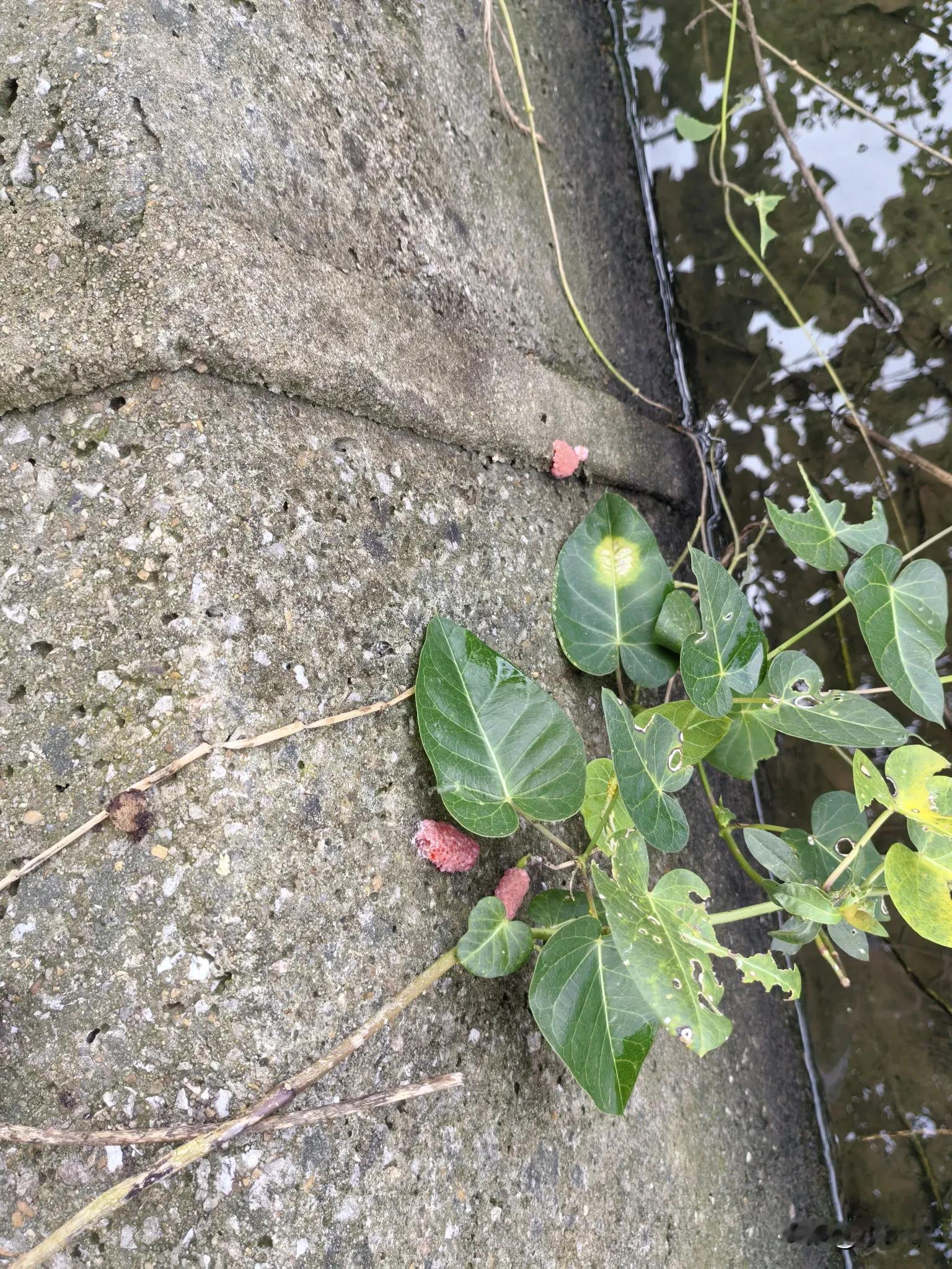 我们这边乡下竟然也有了这种外来入侵物种，
看上去鸡皮疙瘩起一地，
整个生态系统真的是要被破坏了，
小时候这条水沟还没砌上水泥，
沟里全是螺蛳，
还有很大的田螺，
现在本土生物都找不到了，
外来物种生命力顽强，
除了把这些红色的卵扒拉到水里，
还有没有更好的办法消灭它。