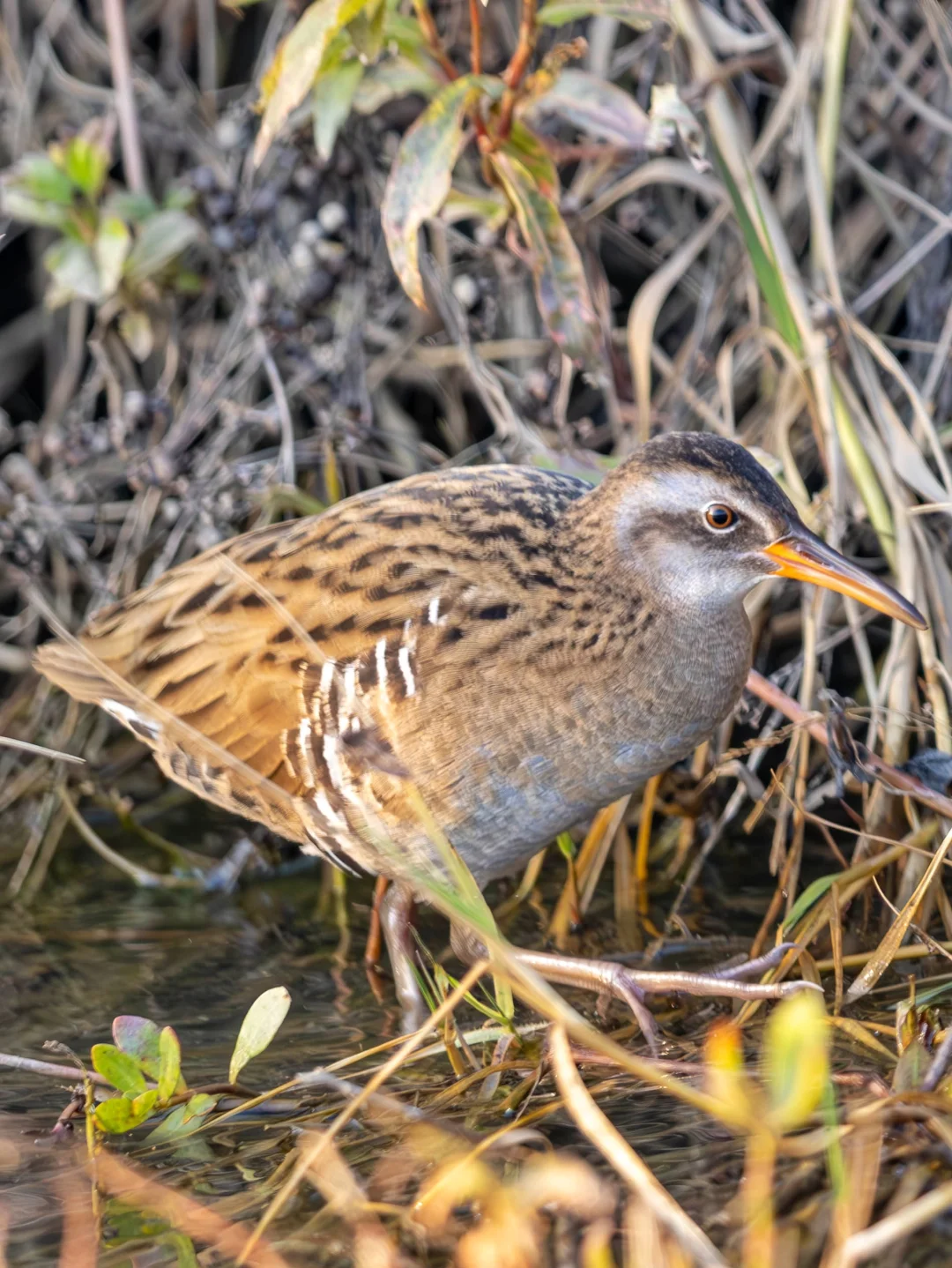 1️⃣条2️⃣米水沟3️⃣只秧鸡4️⃣机而动