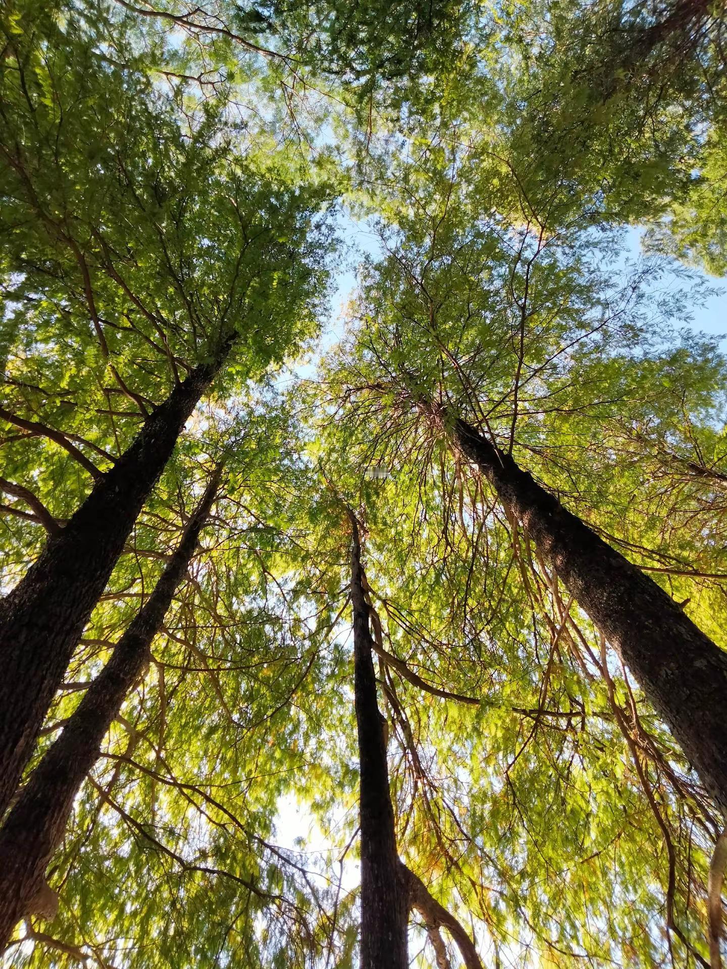 <p>摄影 自然 天河公园 <!--{img:0}--><!--{im...