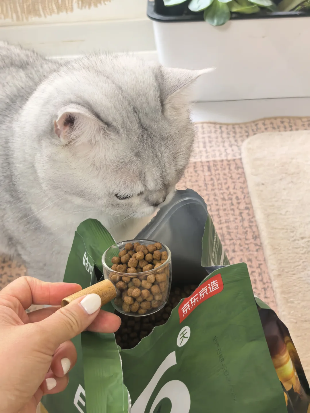八年了，我的猫也成了“老家伙”