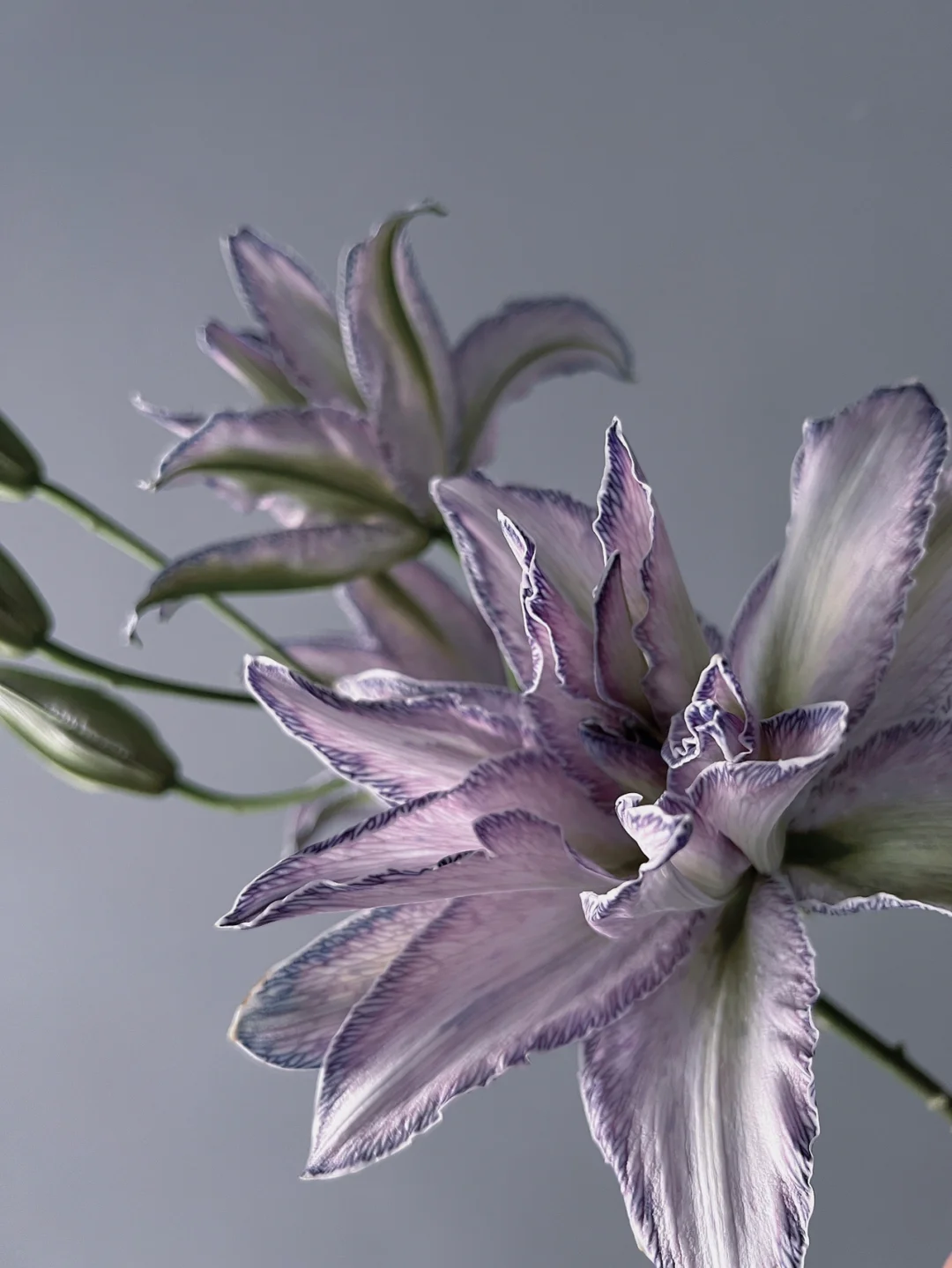 带你每天认识一种花材60｜青紫伊莎贝拉