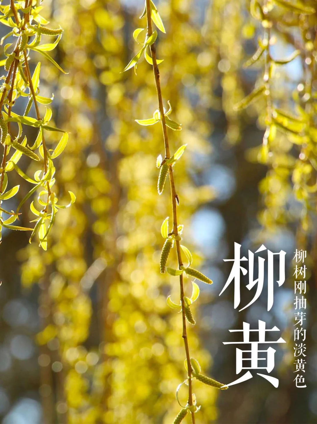 九种来自春天的颜色
