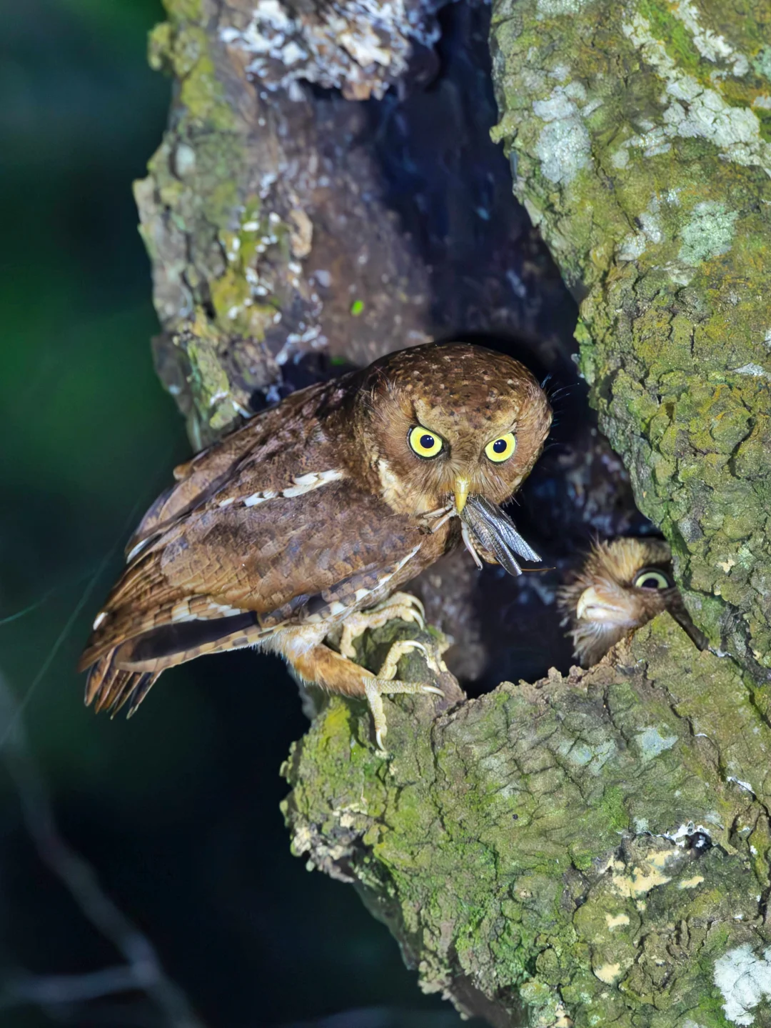 奶凶奶凶的黄嘴角鸮天还没黑就开始觅食了