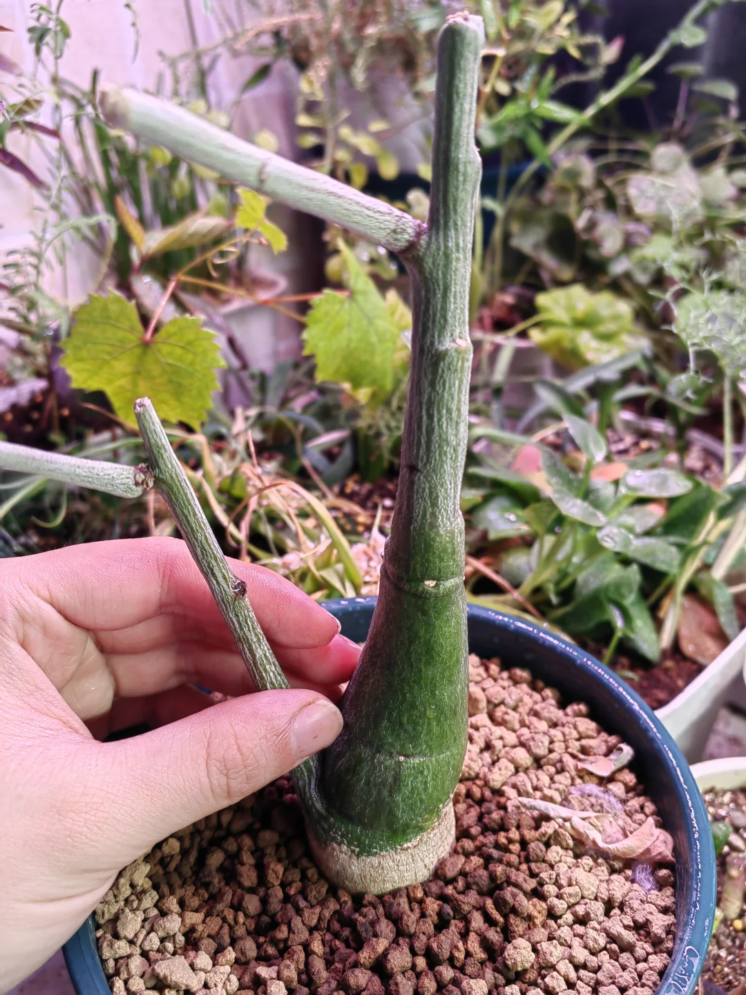 冬天里的植物 冬日赏花2