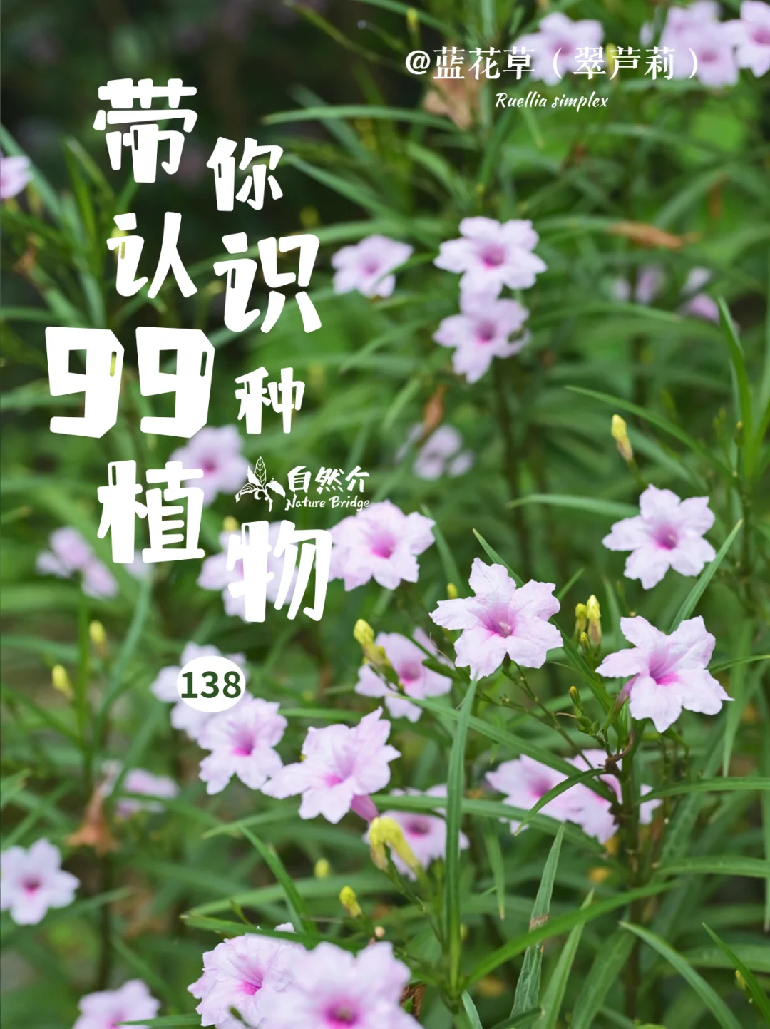 带你认识99种植物