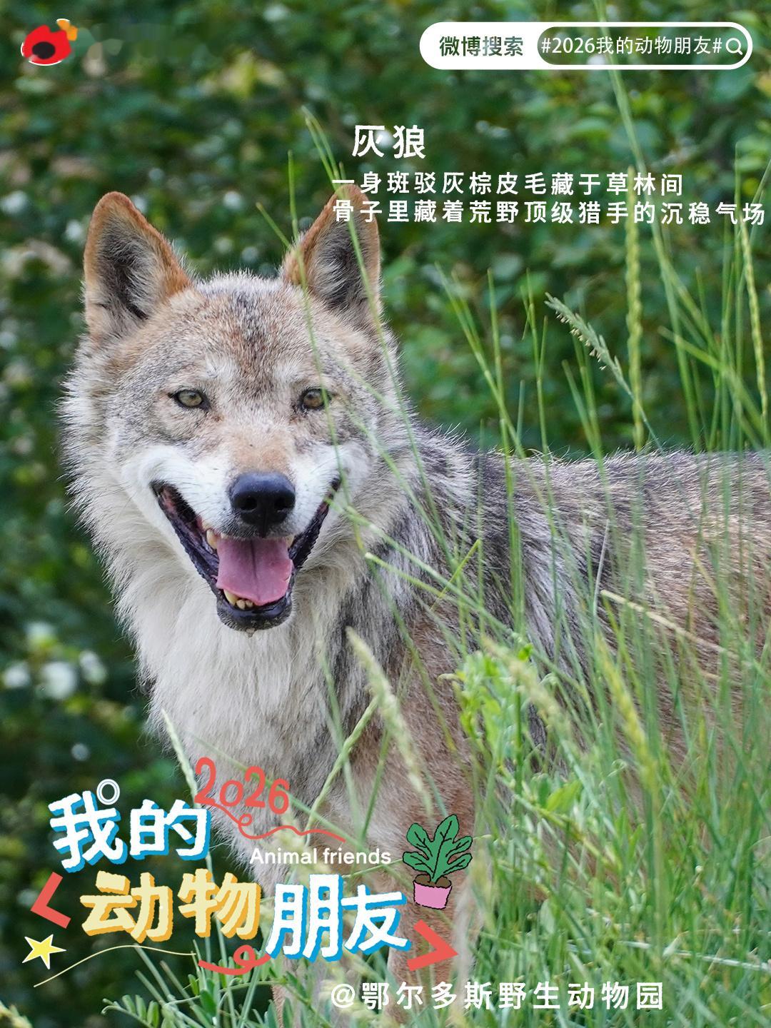 宝藏精选第五十九期 奔赴自然的镜头总能收获无限惊喜！山林荒野、高原秘境...