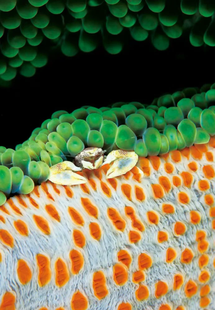 从一片花花绿绿之中找到一只硬壳的小家伙