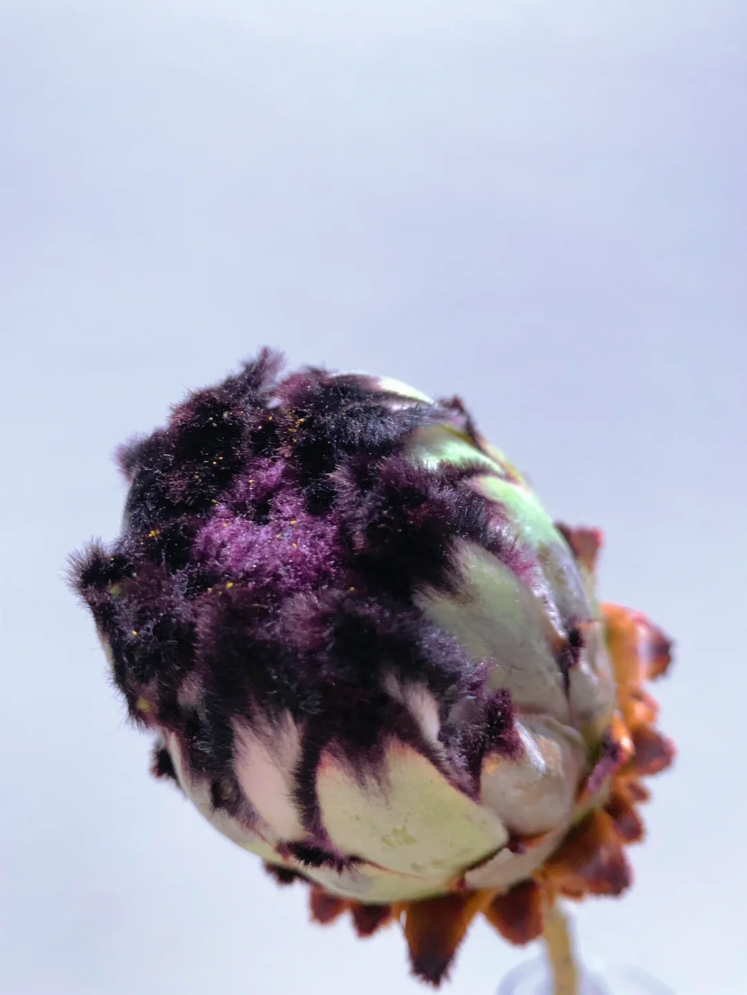 带你每天认识一种花材74｜南非公主