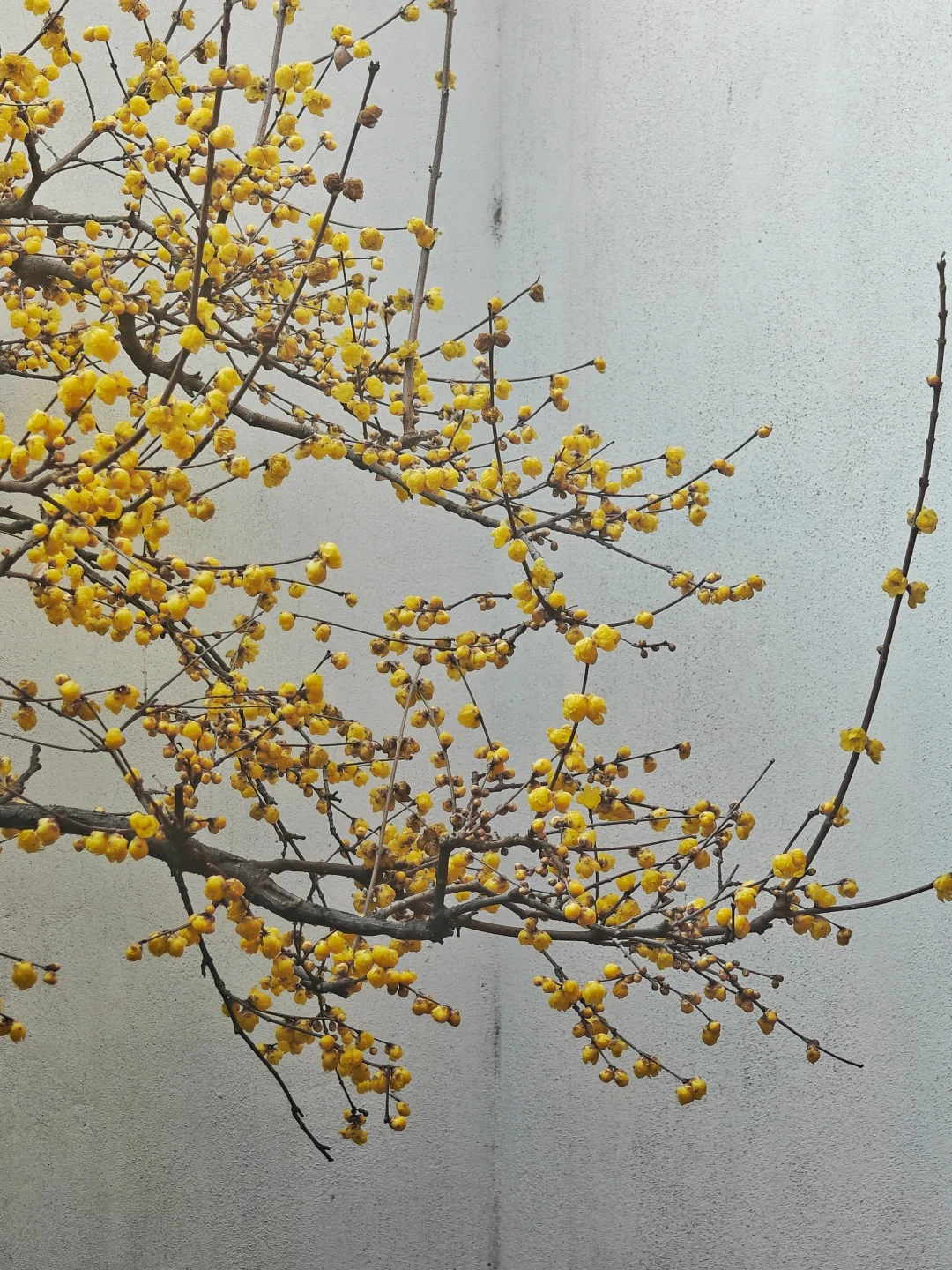 苏州这几天的人气王景点居然是这里