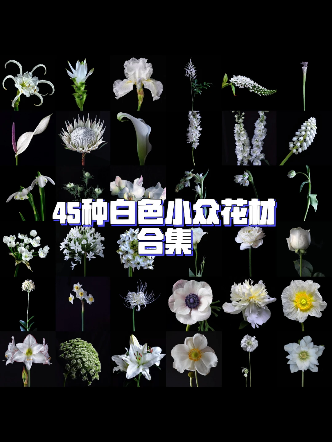 🤍💚小众花材认识｜45种优雅白色系鲜花合集