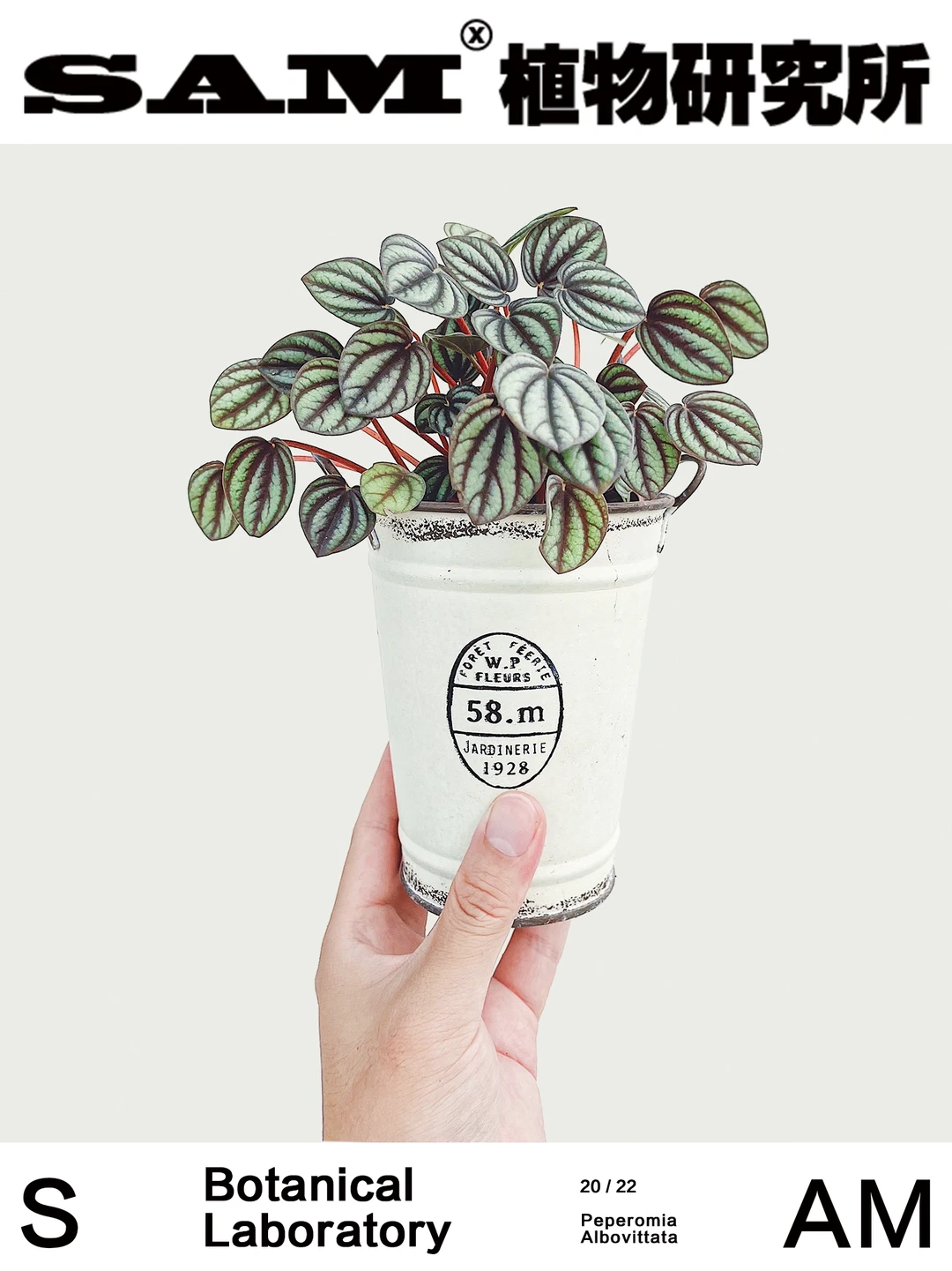 孔雀椒草丨Peperomia Albovittata