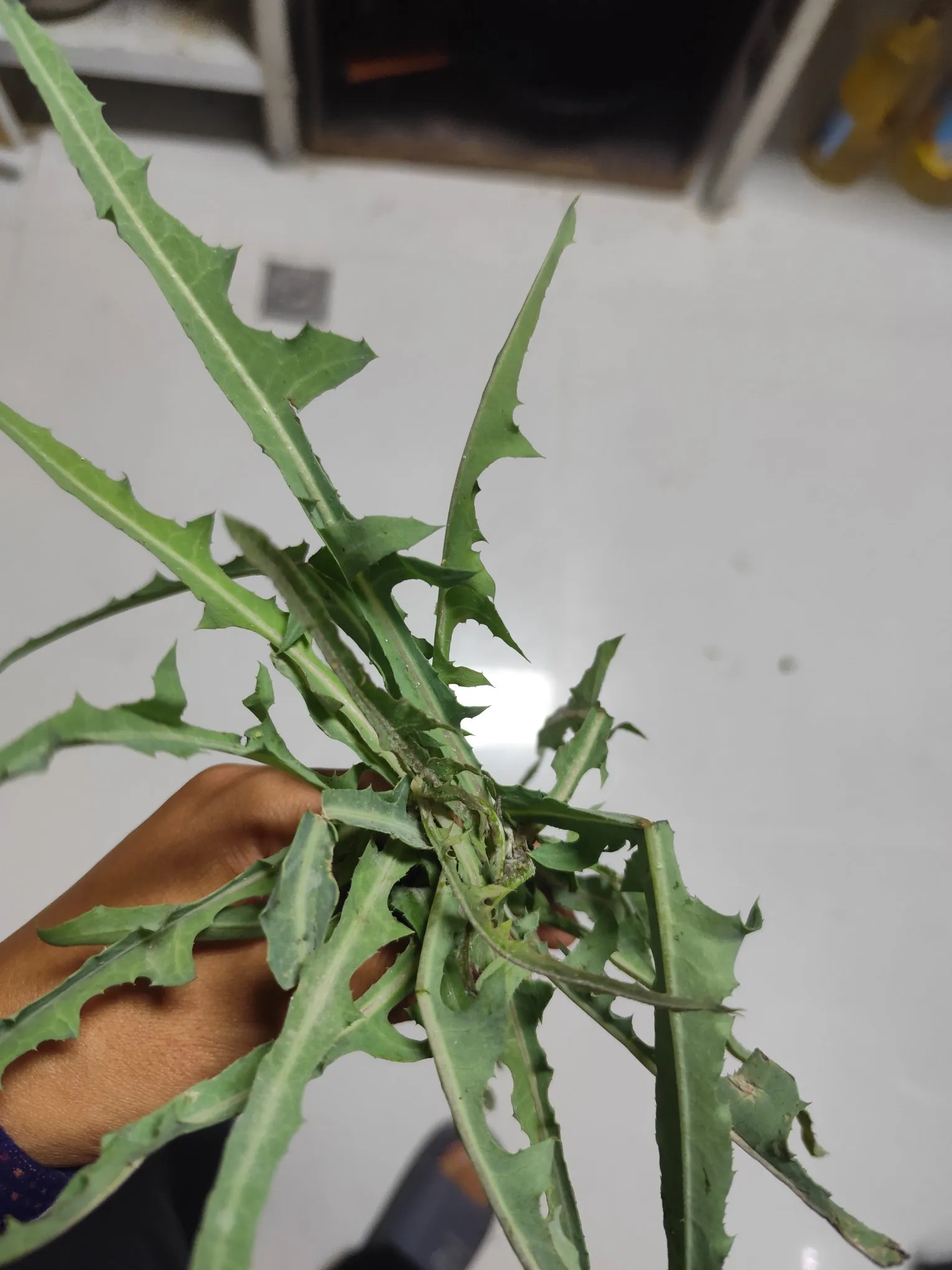 昨天在小区里发现了这种菜，据说可以吃，味道有点苦