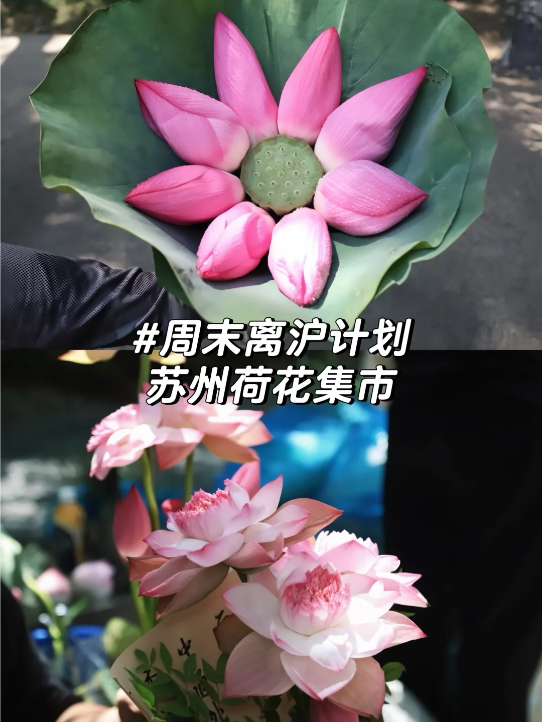 周末离沪计划（6/50）苏州荷花市集➕园林吃茶