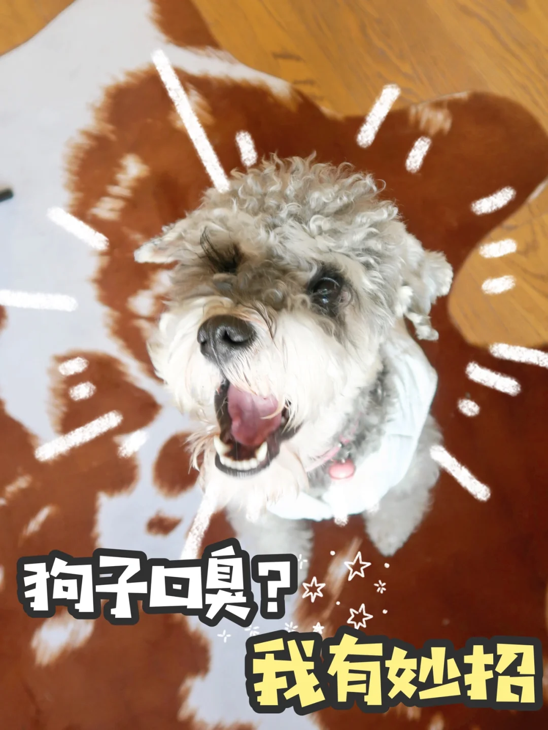 狗狗洁齿水狗子口臭？！！我有妙招🏃‍♀️