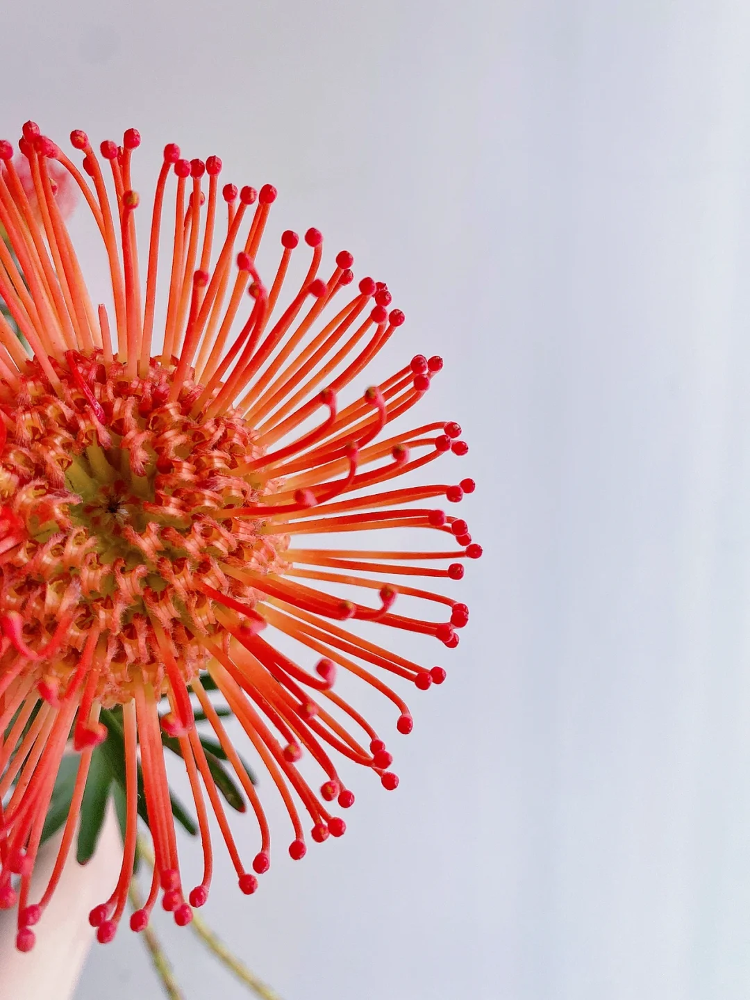 带你每天认识一种花材149｜南非针垫