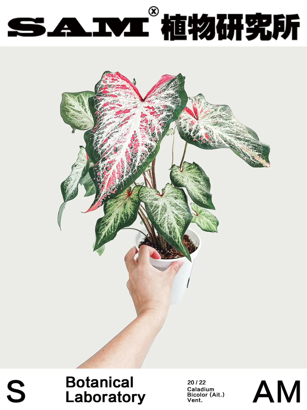 娇羞新娘｜Caladium Bicolor Ait.Vent.