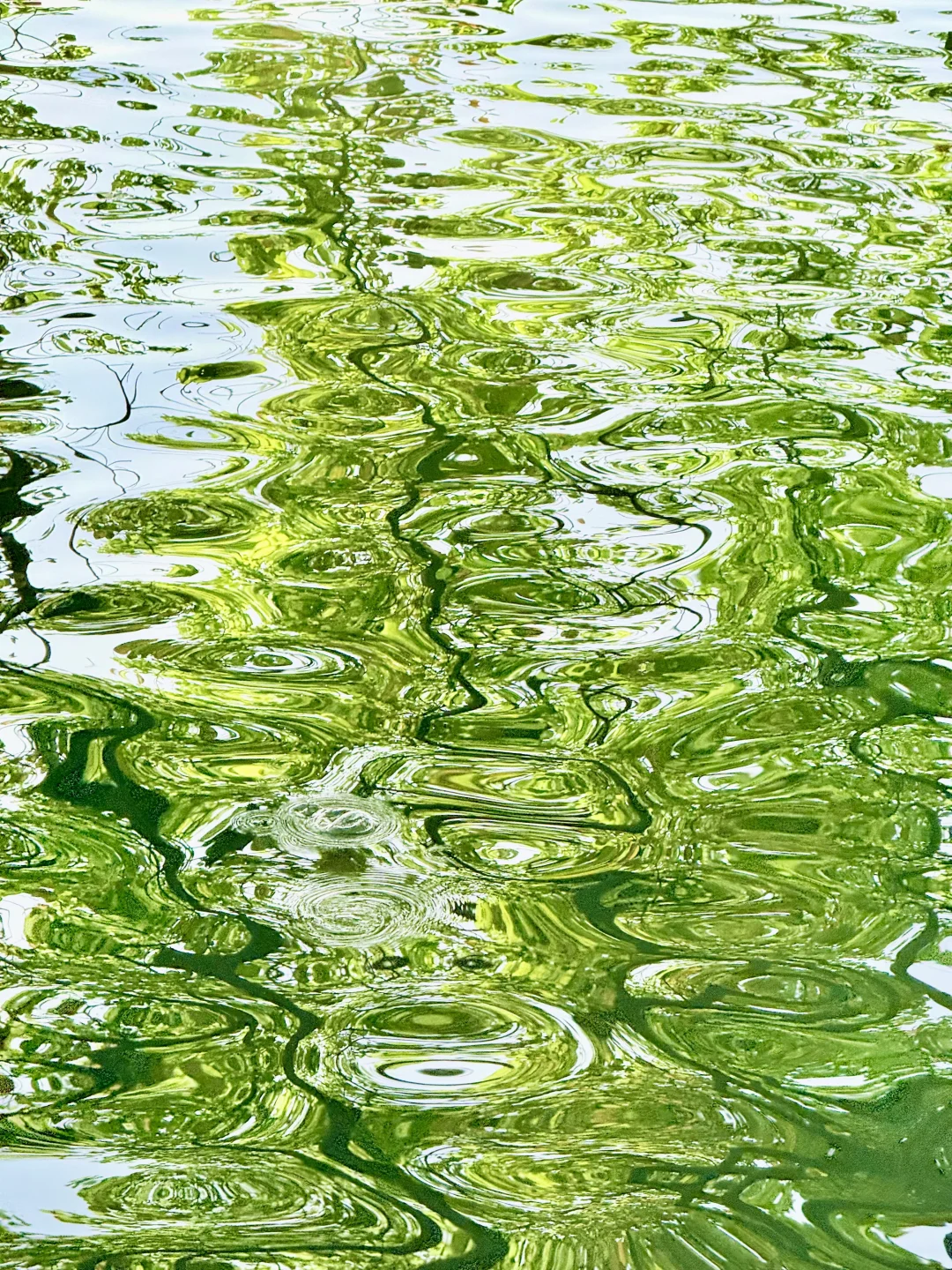 live｜西湖的水，动起来真是绝了！！