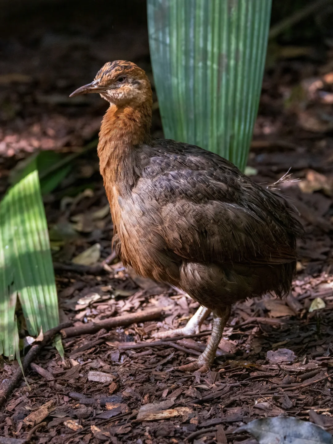 非常难得一见的红翅䳍(gōng)