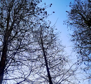 等同化的论述，上海男篮赢=辽宁赢，不准确，有人官方言说资本运作上海男篮...