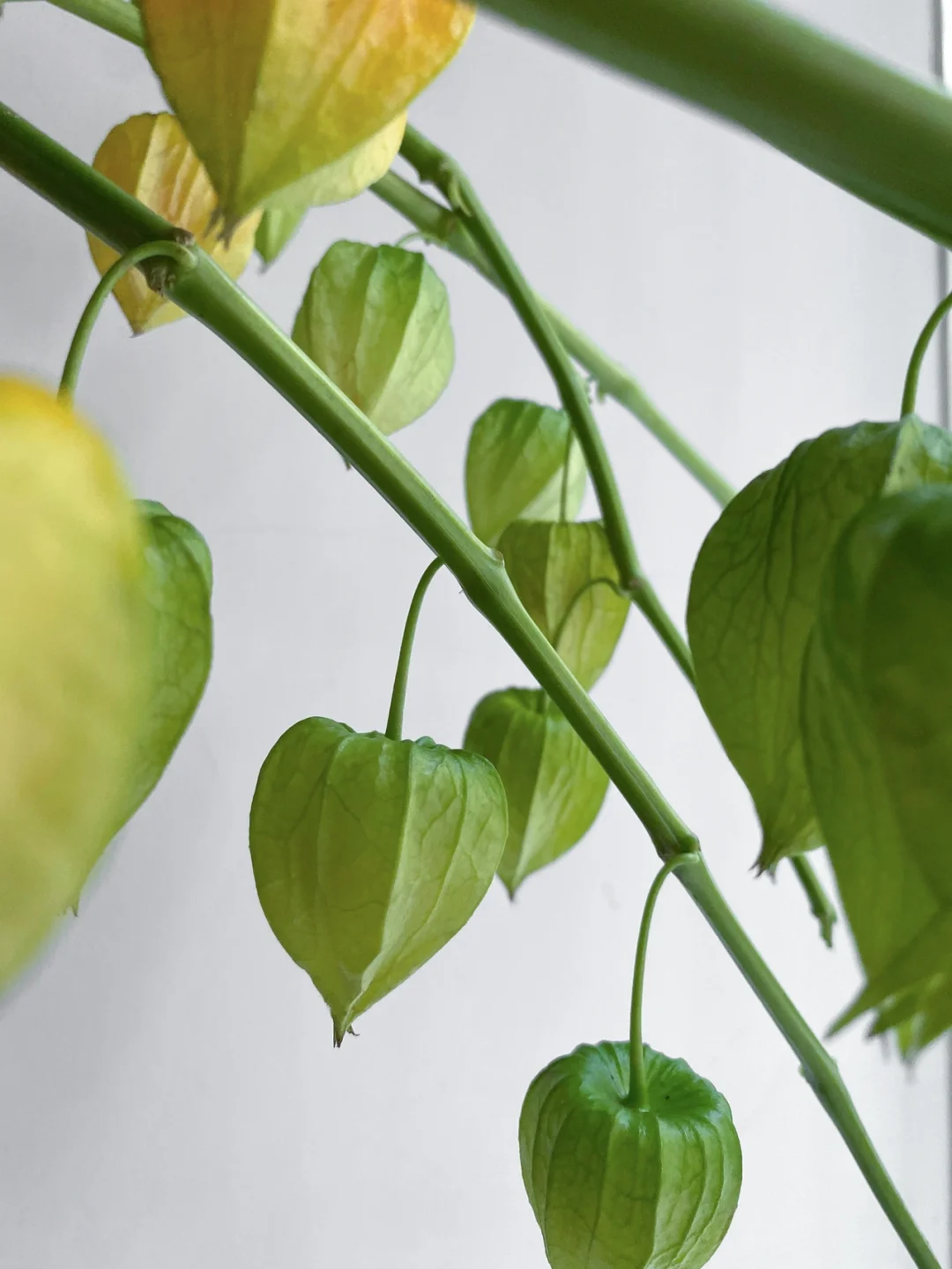 带你每天认识一种花材147｜酸浆果