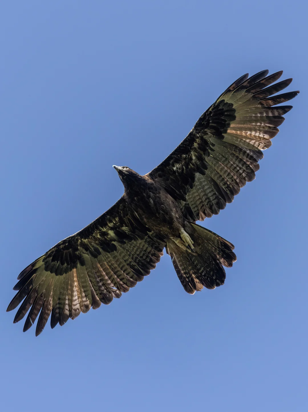 爆框了！一只雕从我头顶擦过！！