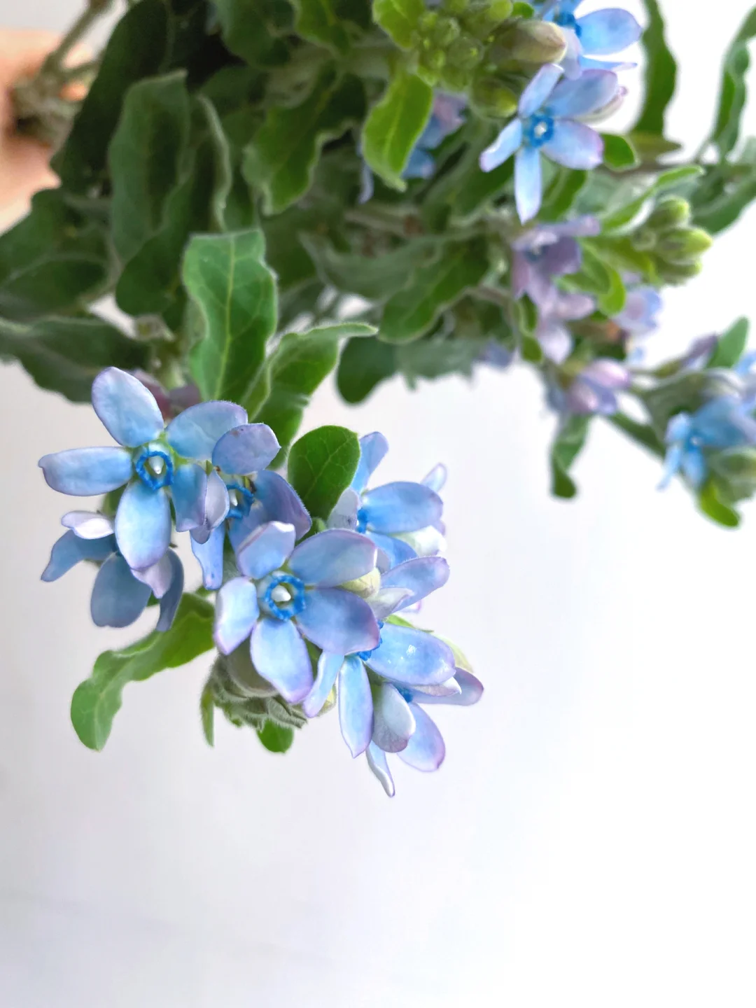 带你每天认识一种花材203｜蓝星花