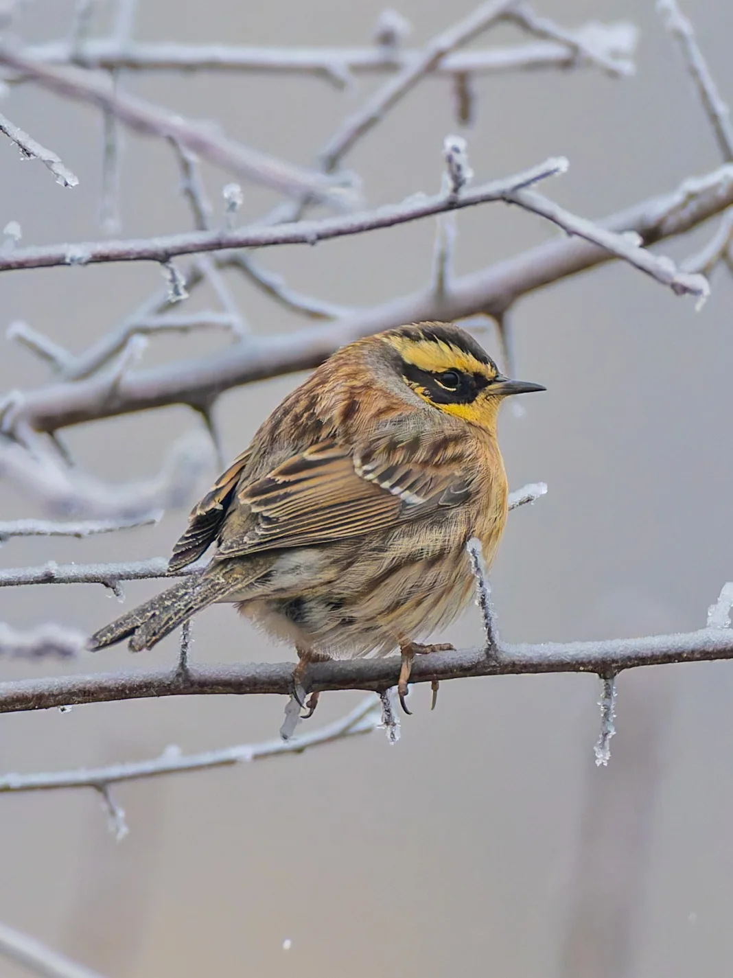 在南方见不到的胖胖小鸟：棕眉山岩鹨(liù)