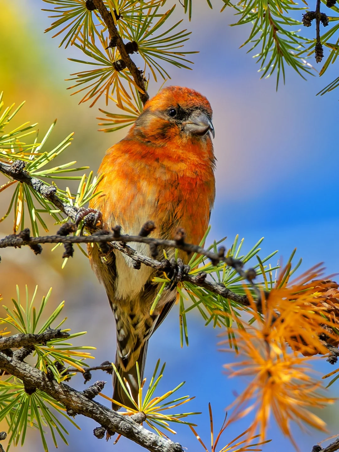 为了吃松子而进化的奇特嘴型