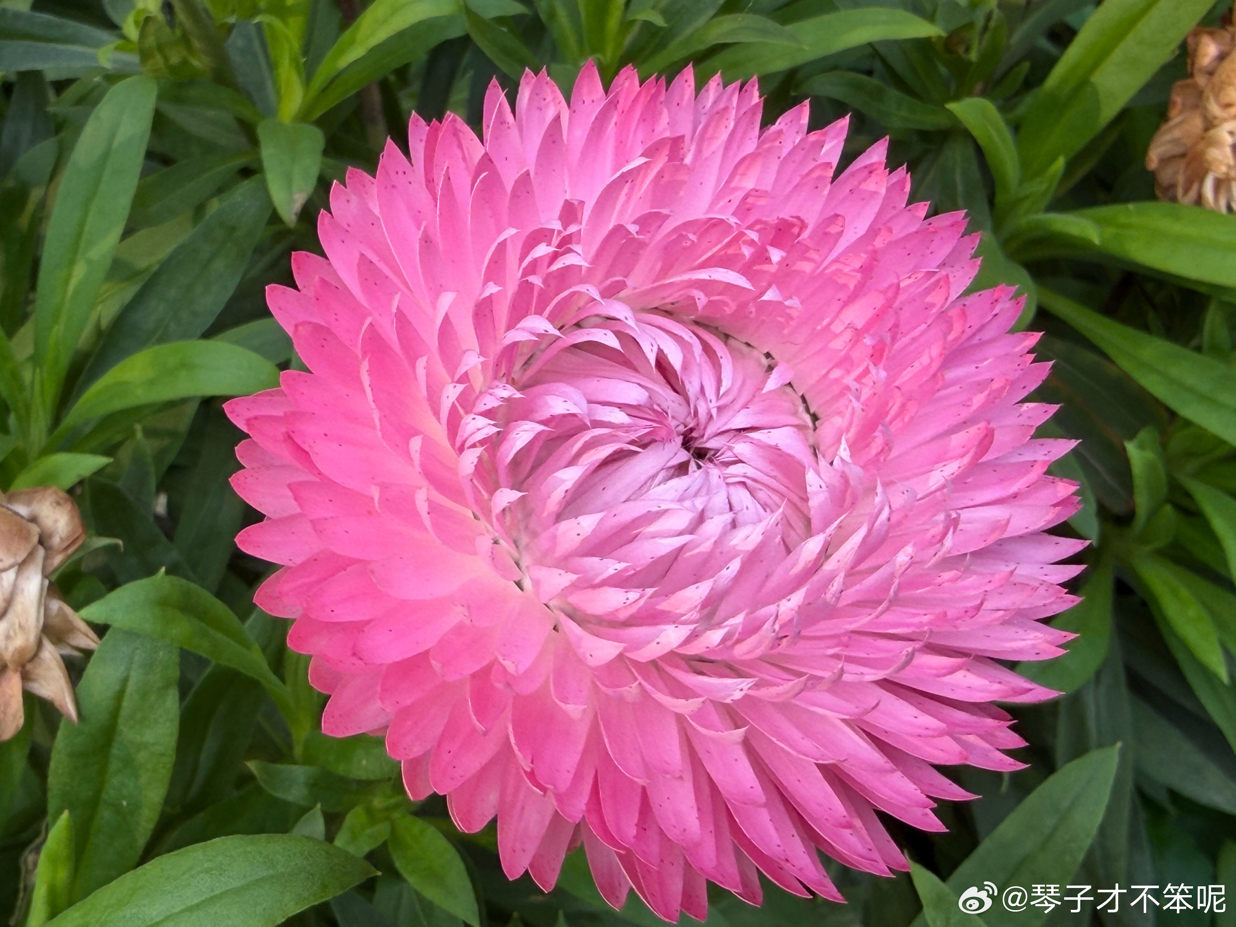 花落只是归途，绽放才是花开的全部意义。 ​​​
