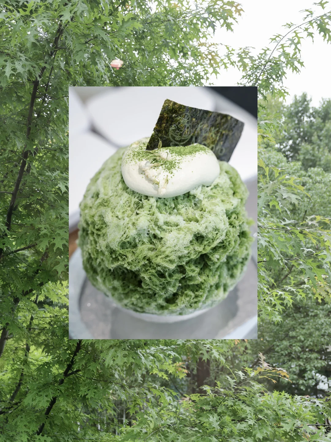 夏天就要来临，梅雨即将离去🌳