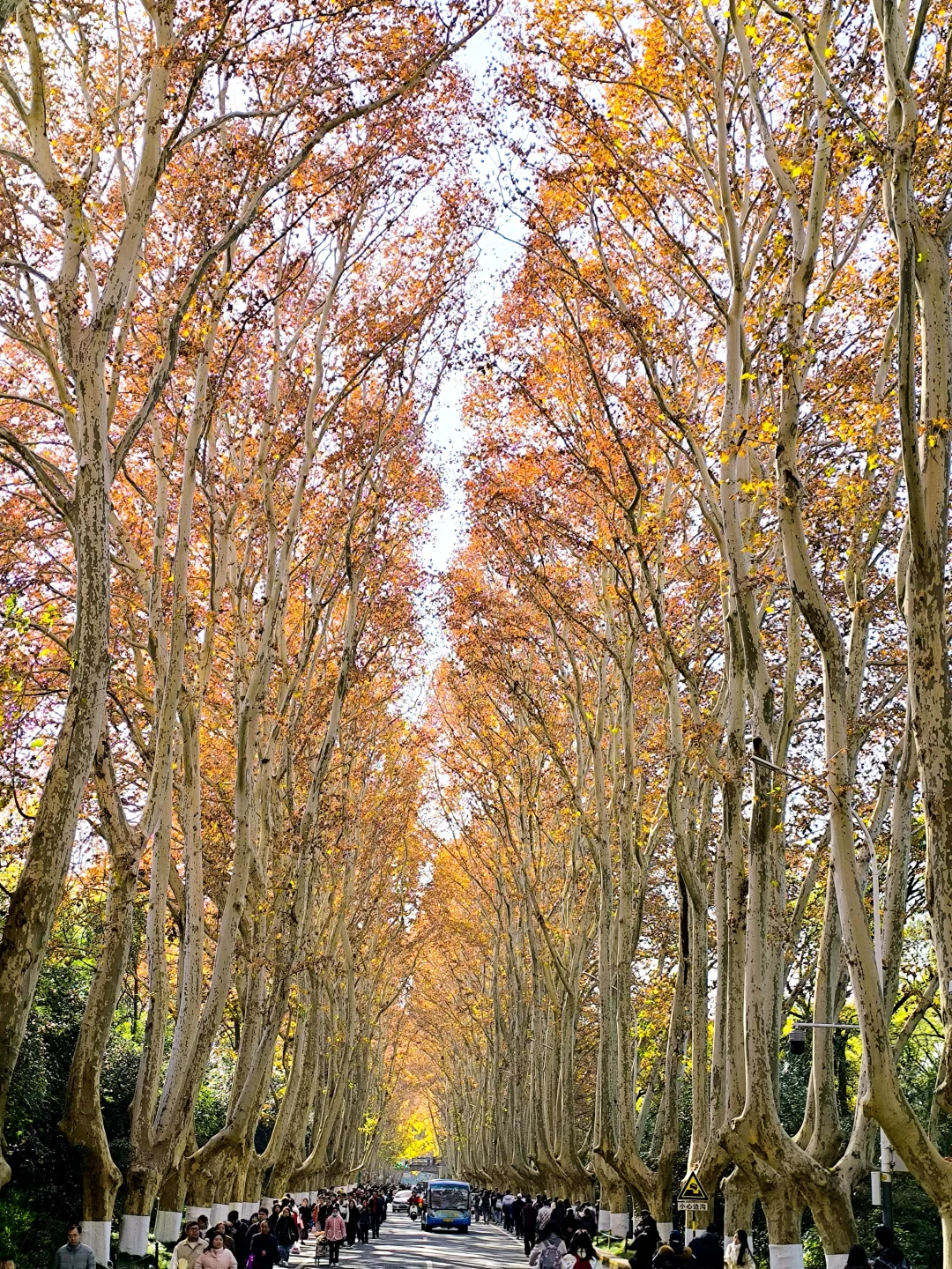 黄啦？南京梧桐大道先别来！10月实况劝退