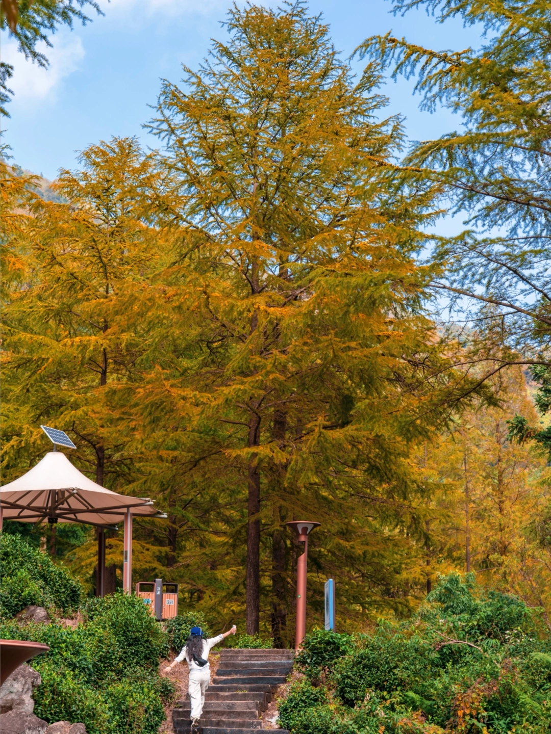 免费的金钱松真香❗️杭州1h闯入秋天的童话