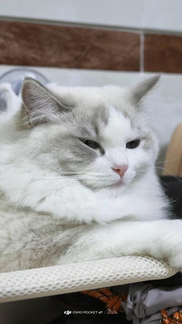 新机和“旧狗”很配哦#布偶猫[超话]# ​