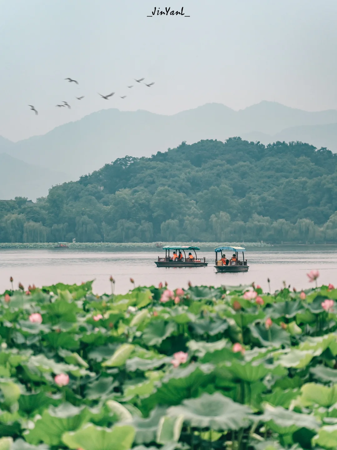 预定杭州夏日顶流｜西湖荷叶香 翠盖满荷塘