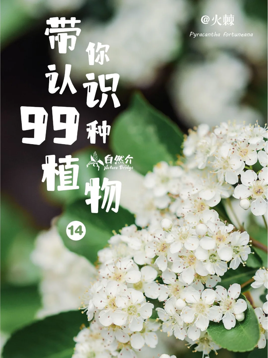 带孩子认识99种植物