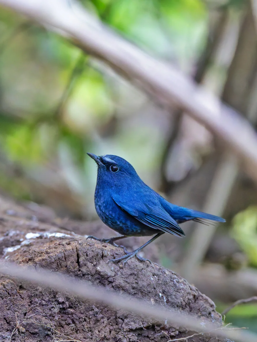 跳动的暗蓝色精灵：喜山短翅鸫