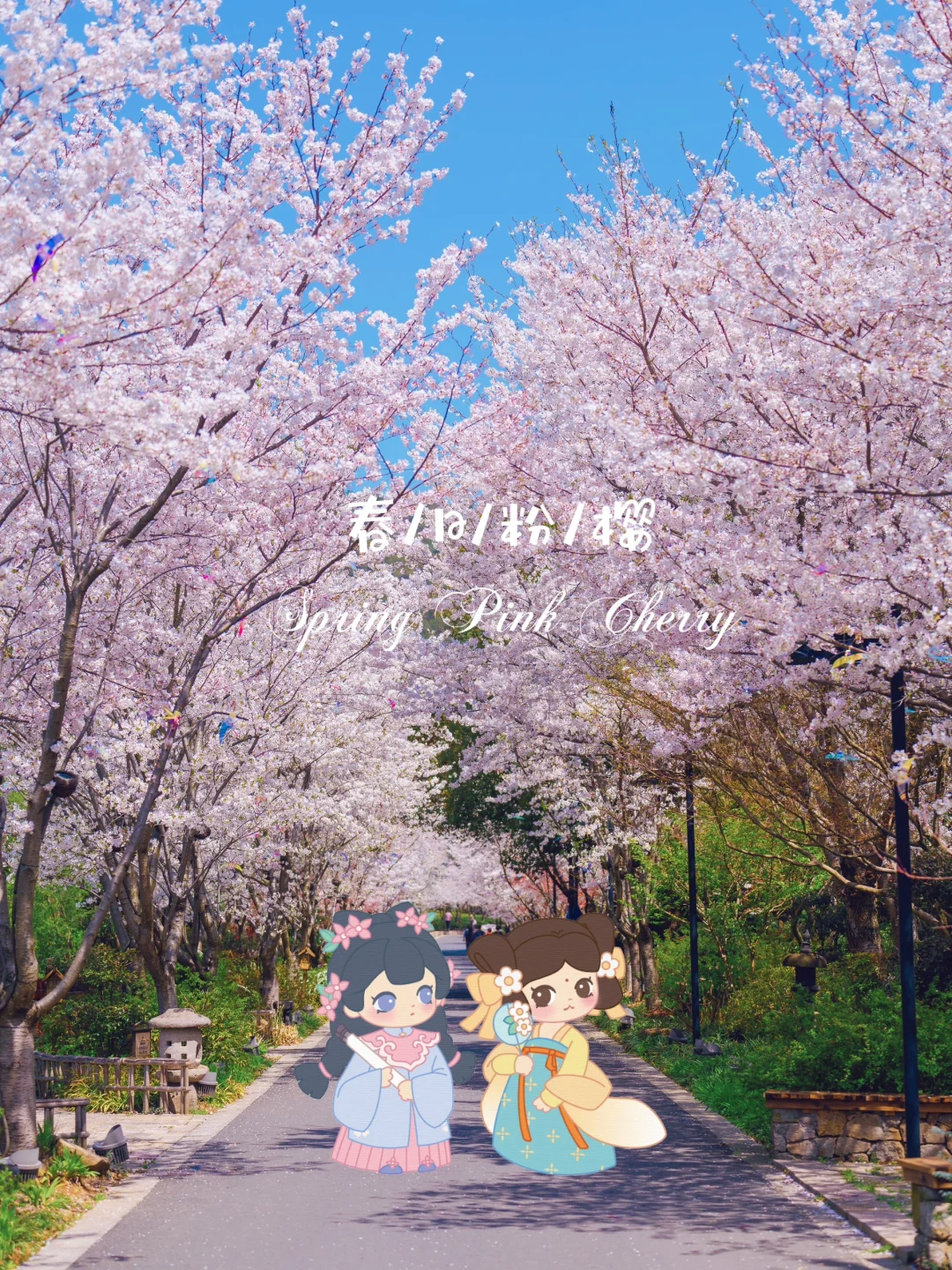 樱花季爆火的拈花湾🌸到底值不值得去？