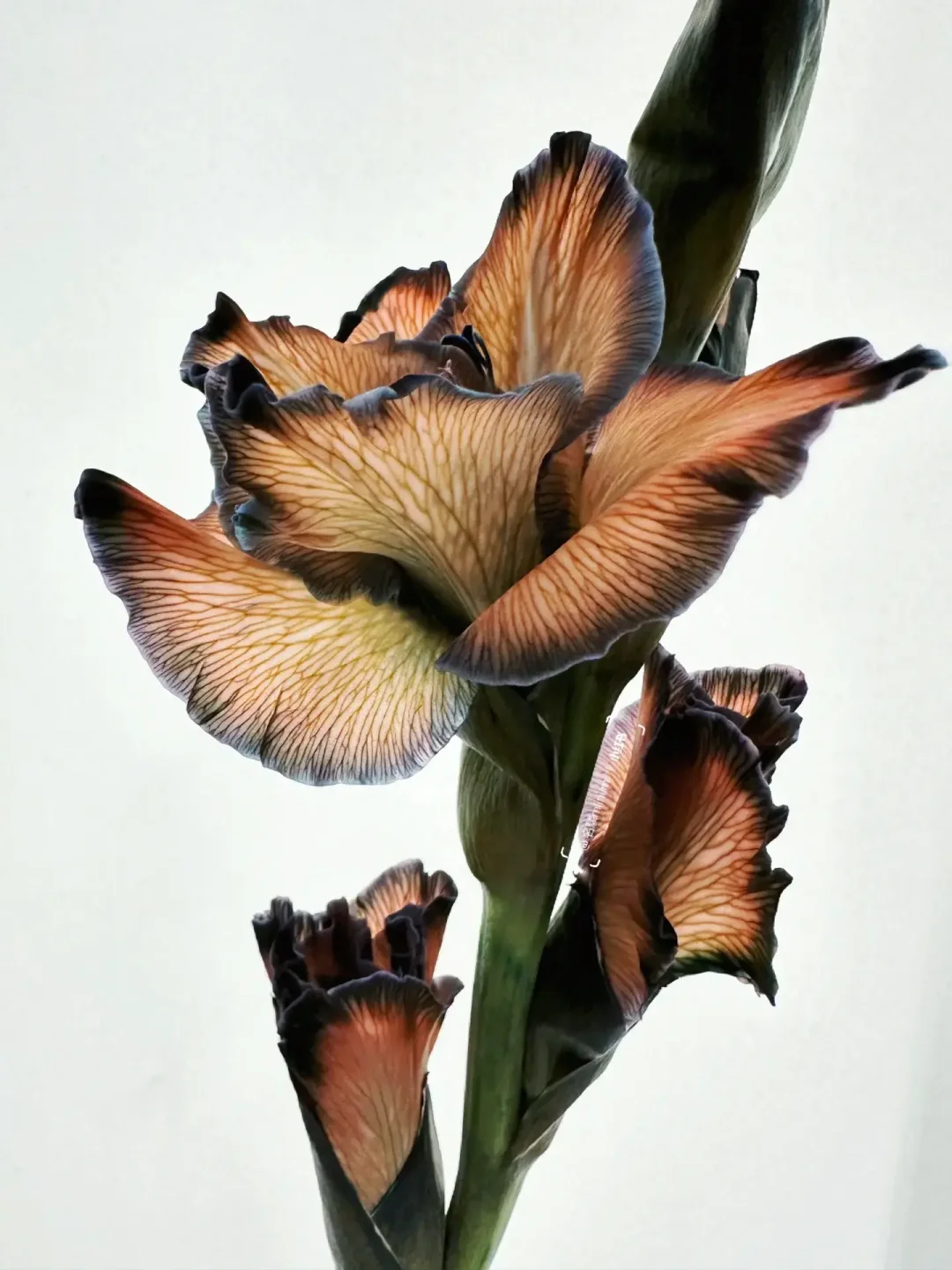 花材分享｜吸色剑兰🍁“时光的沉淀”