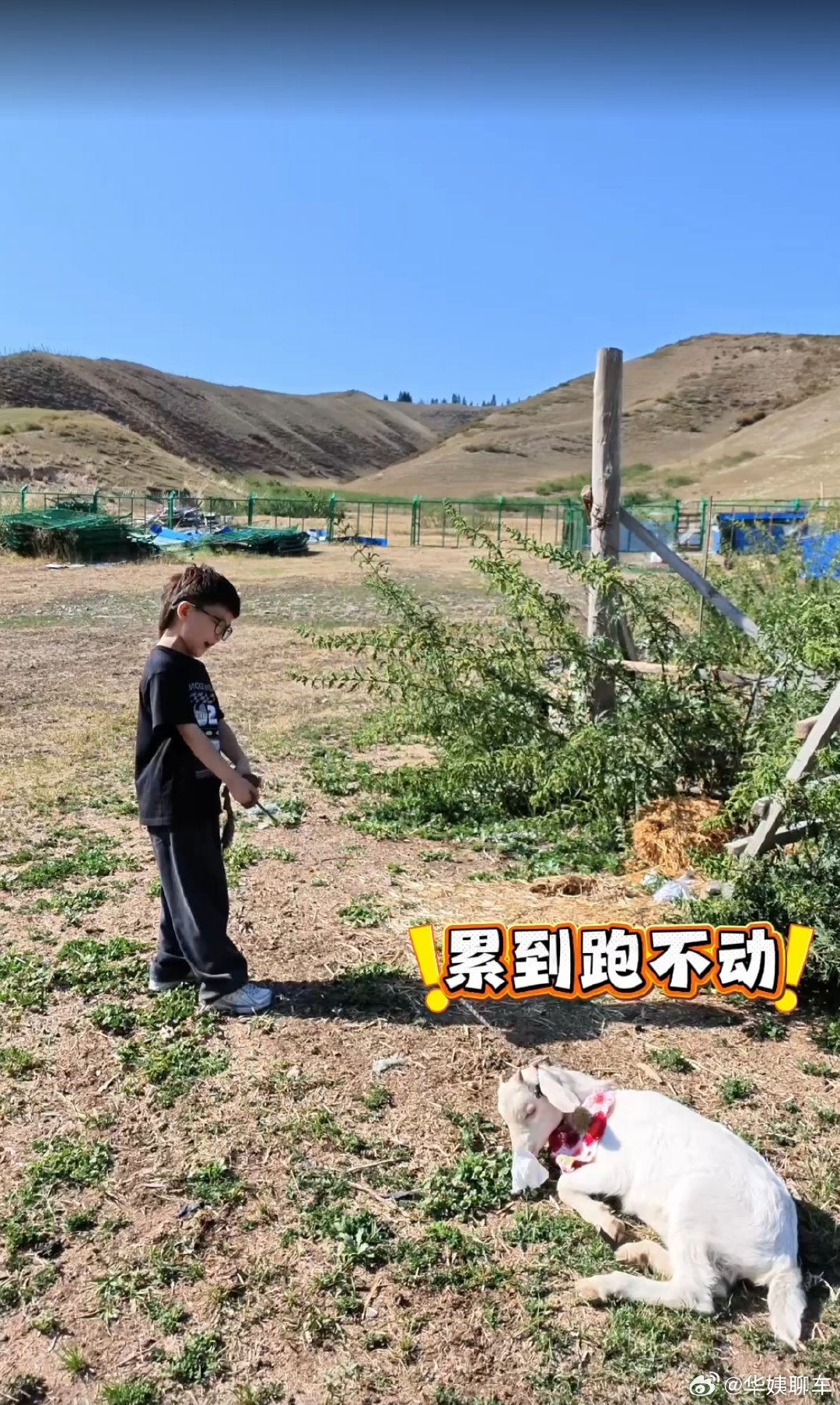 家庭自驾新疆，半路居然捡了只羊，真是意想不到。要玩偶、要活羊，小狗还蹭过来凑热闹，车里热闹翻了天。腾势 N8L 大空间真给力，把这一群意外“成员”全装下了。惬意的家庭旅行，就是能接住孩子各种天马行空的小要求。 ​