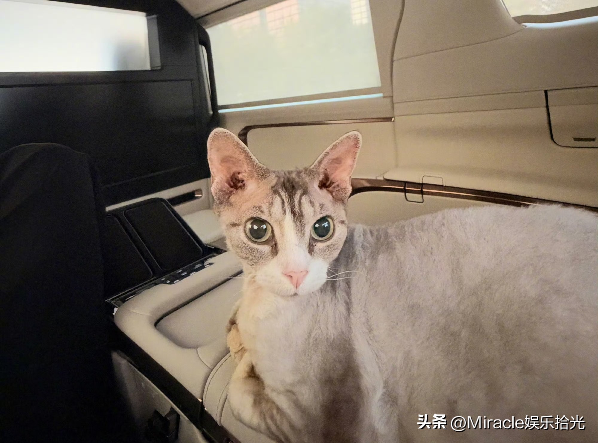 贾乃亮真把这只小猫当成儿子来疼了。这德文猫模样又萌又可爱，大眼睛圆溜溜的，难怪主人这么喜欢它。