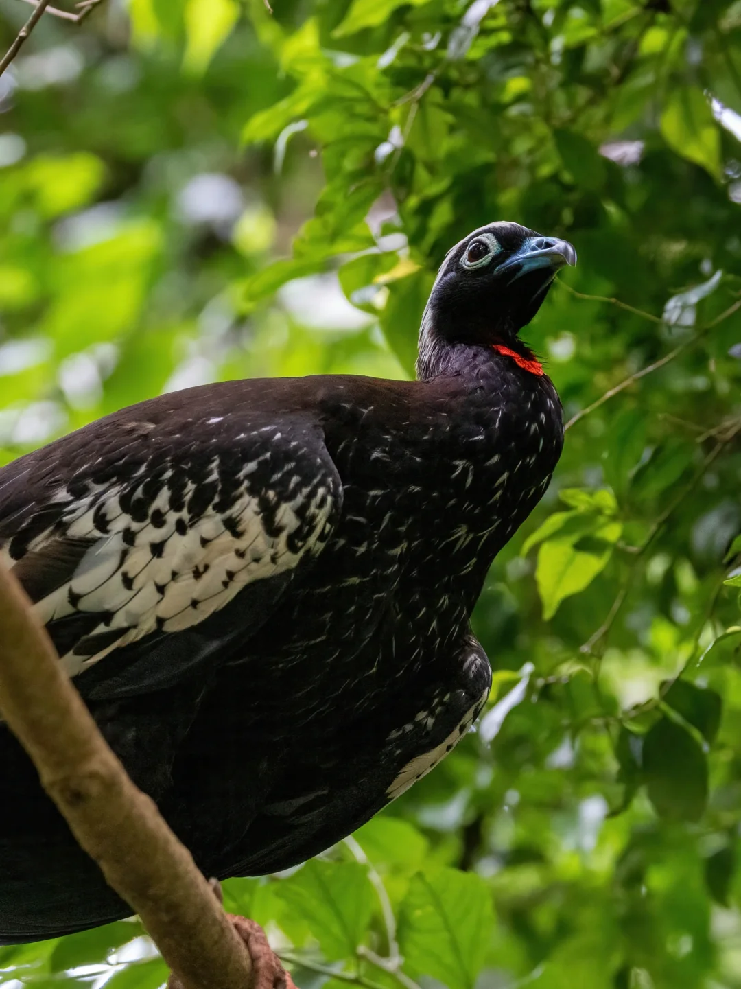 惊喜！抬头看见了一只非常稀有的黑额鸣冠雉