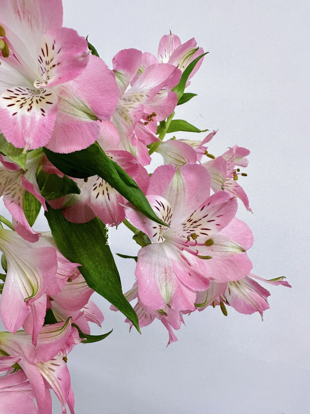 粉色水仙百合｜既不是水仙，也不是百合🌸