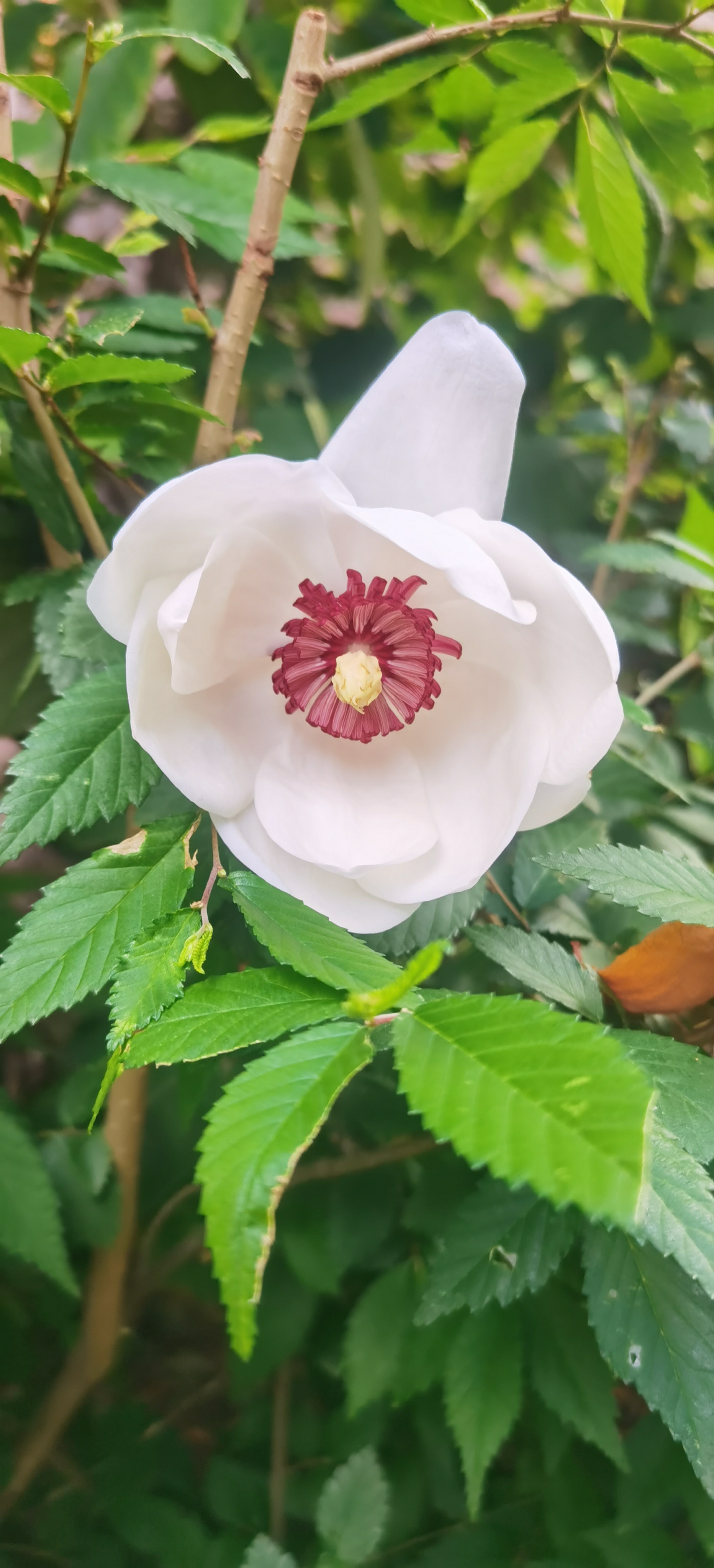 花开了，风里都带着甜，连心情都跟着软乎乎的。 ​​​