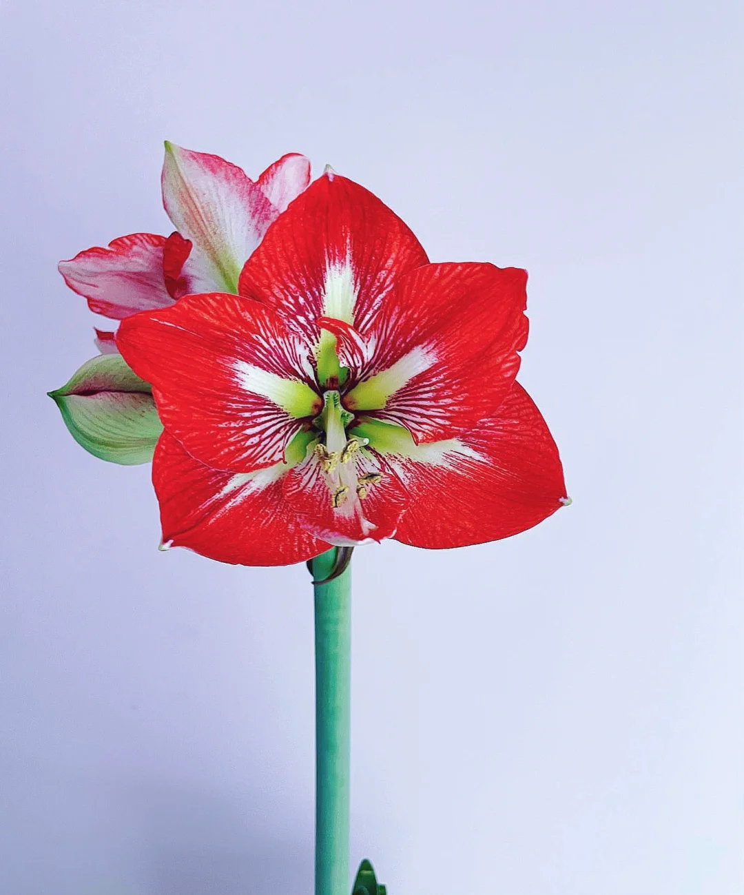 带你每天认识一种花材69｜红色朱顶红